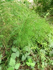 Equisetum telmateia