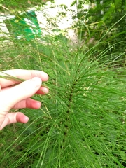 Equisetum telmateia