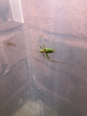 Leptophyes punctatissima