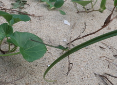 Paracercion v-nigrum