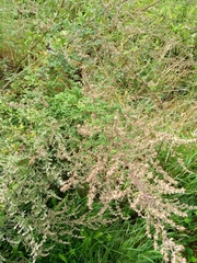 Angiospermae