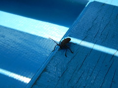 Choeromorpha polynesus