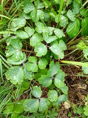 Tracheophyta