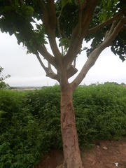 Ficus polita