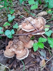 Fungi
