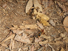 Dinomyrmex gigas borneensis