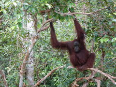 Bornean Orangutan photo 3