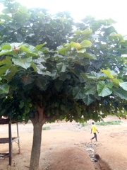 Ficus polita
