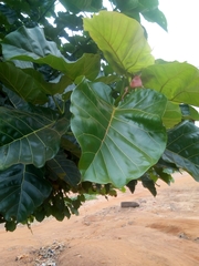 Ficus polita