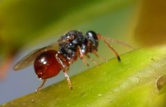Figitidae