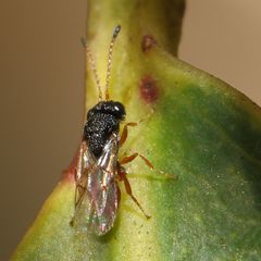 Figitidae