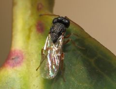 Figitidae
