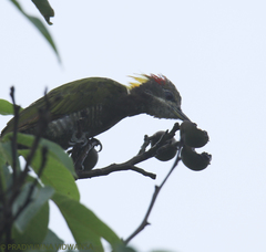 Picus chlorolophus