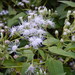 Siam Weed - Photo (c) daniellemurcia, some rights reserved (CC BY-NC), uploaded by daniellemurcia
