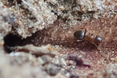 Lasius brunneus