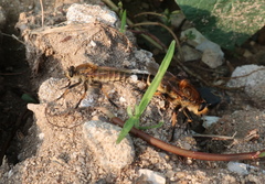 Promachus yesonicus