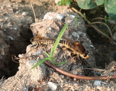 Promachus yesonicus