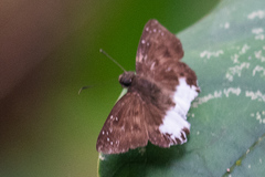 Tagiades ultra