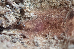 Lasius brunneus