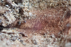 Lasius brunneus
