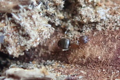 Lasius brunneus