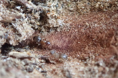 Lasius brunneus