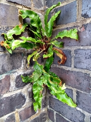 Asplenium scolopendrium