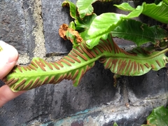 Asplenium scolopendrium