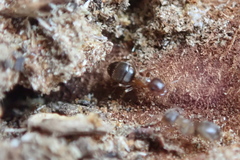 Lasius brunneus