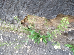 Capsella bursa-pastoris