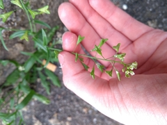 Capsella bursa-pastoris