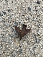 Macroglossum corythus