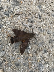Macroglossum corythus