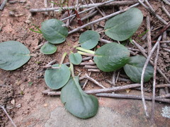 Pelargonium chelidonium
