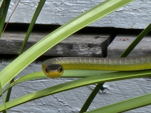 Common Tree Snake sighting