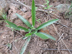 Pelargonium ellaphieae