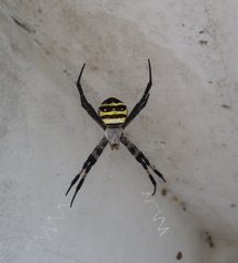 Argiope amoena