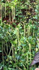 Itea ilicifolia