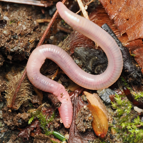 European mudworm