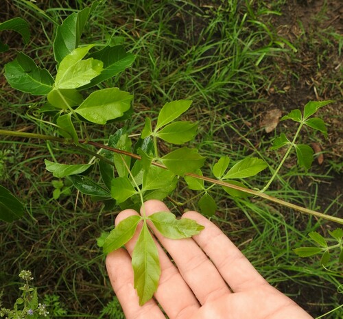 Foto de Guaraná-Cipó