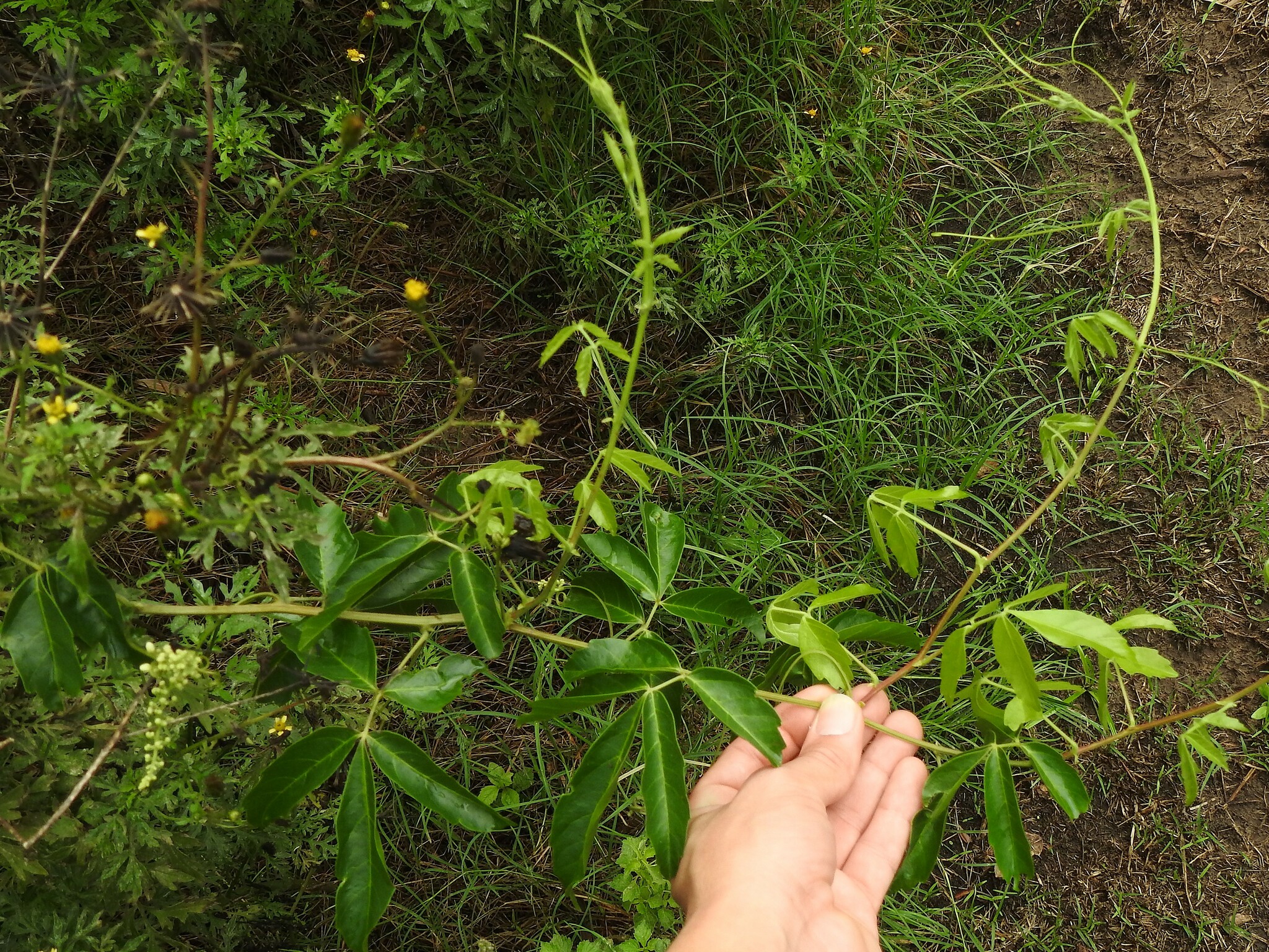 Imagem de Guaraná-Cipó