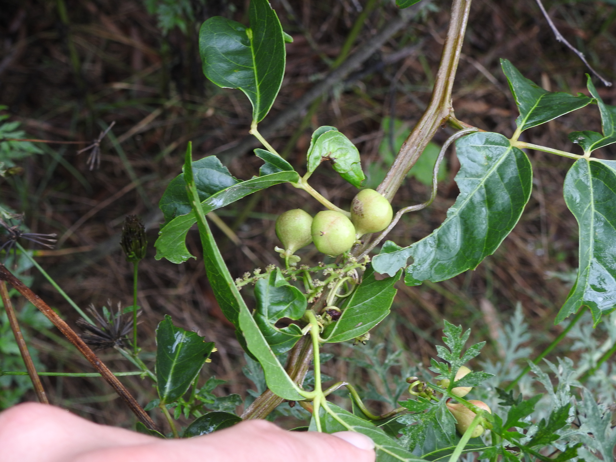 Imagem de Guaraná-Cipó