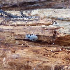Thricolepis inornata