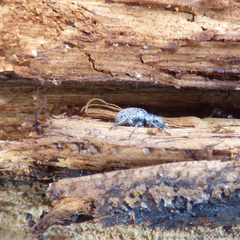 Thricolepis inornata