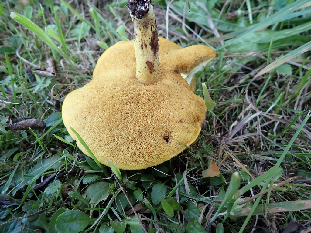 Suillus granulatus · March 2025 · photo: © arnim (iNaturalist, cc-by)