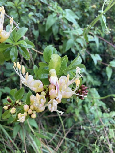 Cantua pyrifolia, photograph 5