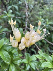 Cantua pyrifolia, photograph Francisco Sánchez Karste, CC BY, iNaturalist via GBIF