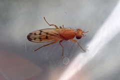 Opomyza florum