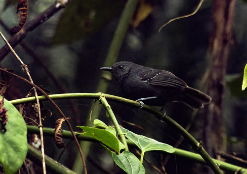 Blackish Antbird (Cercomacroides nigrescens), photo 2