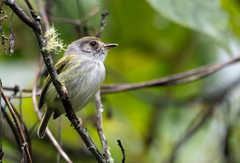 White-Bellied Pygmy Tyrant photo 2